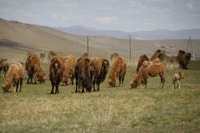 Da Ulaanbaatar, gita di un giorno al Parco Nazionale di Hustai - Hizvo