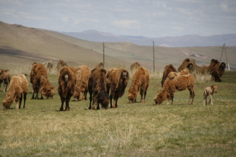 Desde Ulaanbaatar: excursión de un día al Parque Nacional Hustai