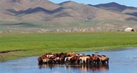 Da Ulaanbaatar, gita di un giorno al Parco Nazionale di Hustai - Hizvo