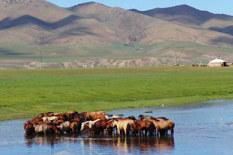 Desde Ulaanbaatar: excursión de un día al Parque Nacional Hustai