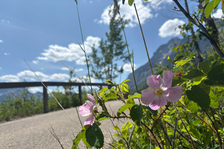 From Banff: Wildlife Viewing, Top Sights & Gondola Ticket