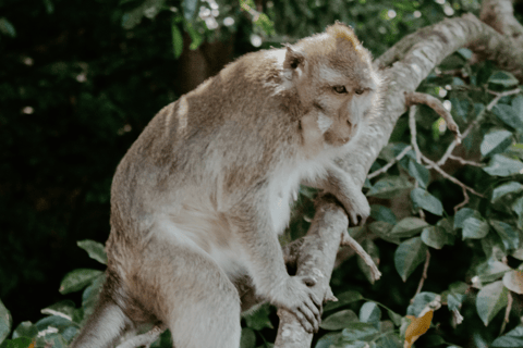 From Trou d'Eau Douce: Group Speedboat Tour to Ile aux Cerfs Tour with Meeting Point