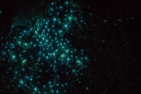 Lake Karapiro, avondkajakglowworm tour - Housity