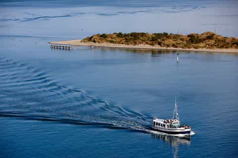 Dunedin: Wildlife Cruise and Penguin Colony Shore Excursion