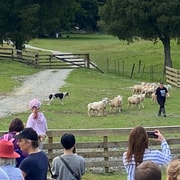Auckland: Sheepworld, Honey Centre, & Kauri Trail Tour Auckland: Sheepworld, Honey Centre, & Kauri Trail Tour