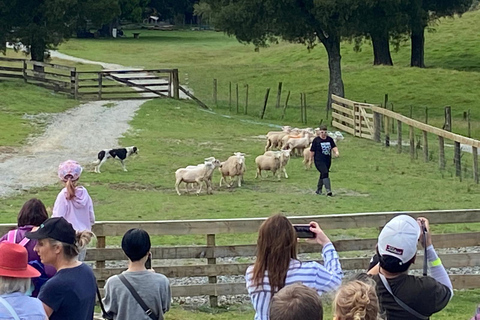 Auckland: Sheepworld, Honey Centre, & Kauri Trail Tour