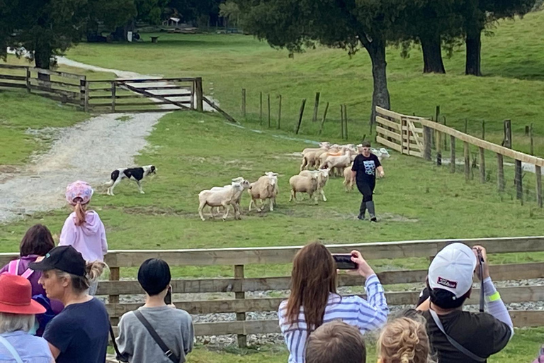 Auckland: Sheepworld, Honey Centre, & Kauri Trail Tour