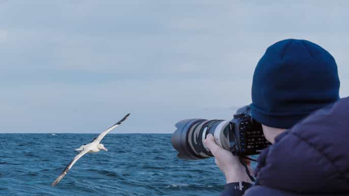 dunedin sightseeing tour met wildlife cruise