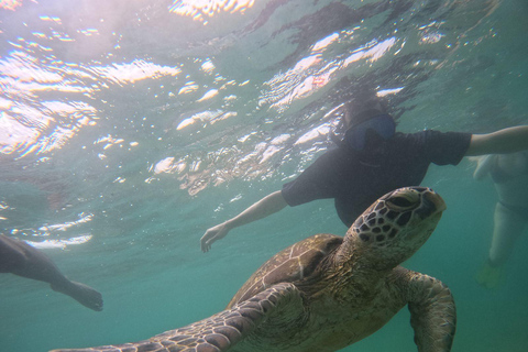 Mirissa: Thalaramba Beach Snorkeling Tour with Sea Turtles
