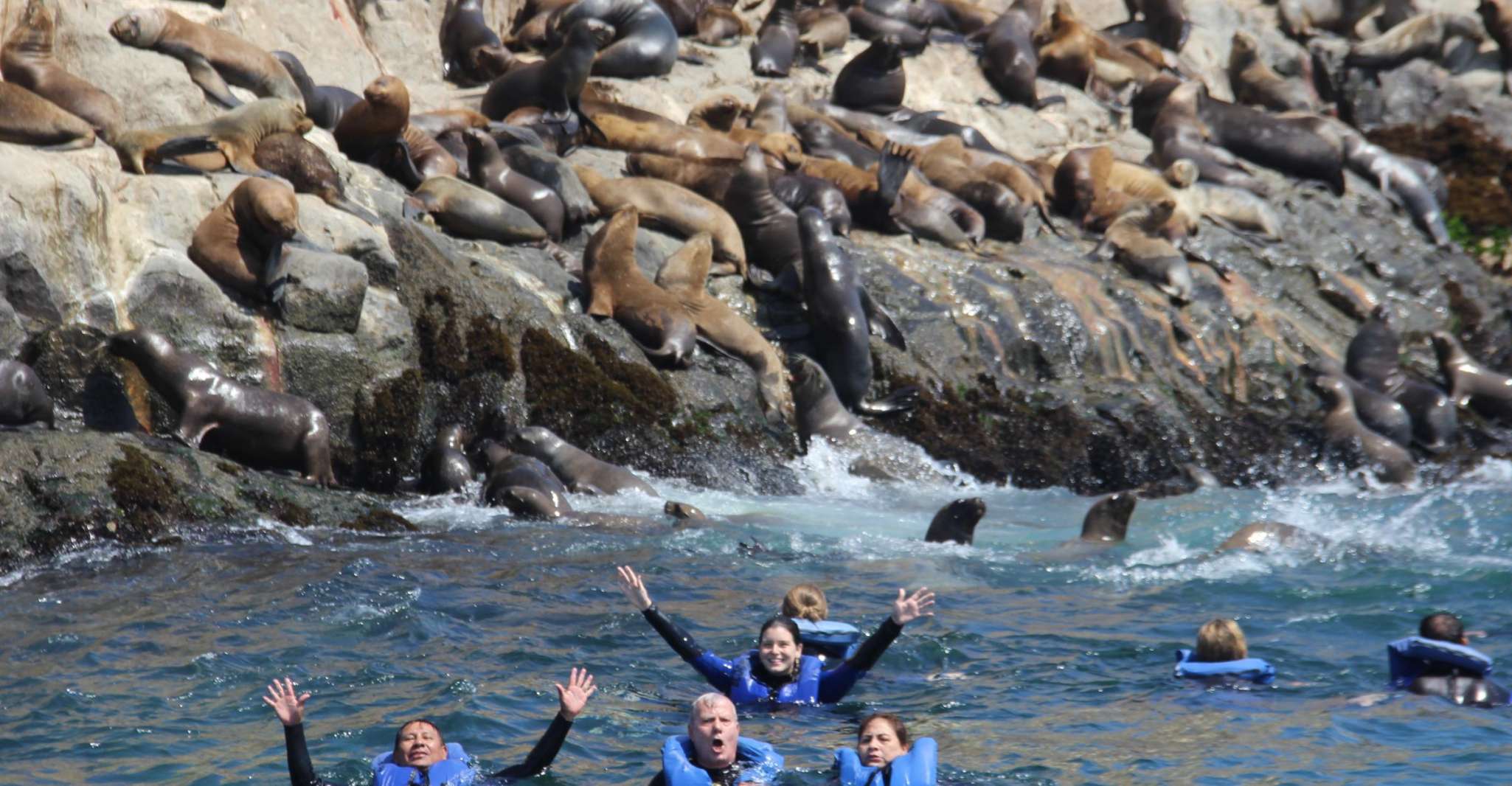 Palomino Islands, Swim with Sea Lions in the Pacific Ocean - Housity