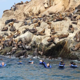 Palomino Islands: Swim with Sea Lions in the Pacific Ocean