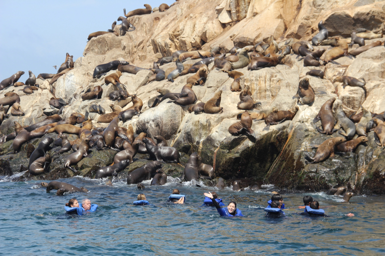 Islas Palomino: nada con leones marinos en océano PacíficoTour con punto de encuentro en Callao