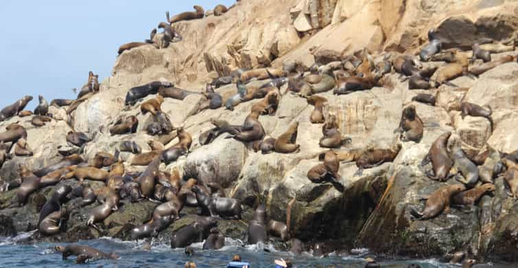 Palomino Islands: Swim with Sea Lions in the Pacific Ocean