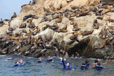Palomino-eilanden: zwemmen met zeeleeuwen in Stille OceaanExcursie met ophaal- en terugbrengservice bij je hotel