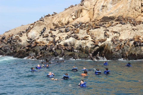 Palomino Islands: Swim with Sea Lions in the Pacific Ocean Tour with Meeting Point in Callao