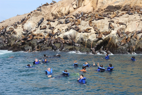 Islas Palomino: nada con leones marinos en océano PacíficoTour con punto de encuentro en Callao