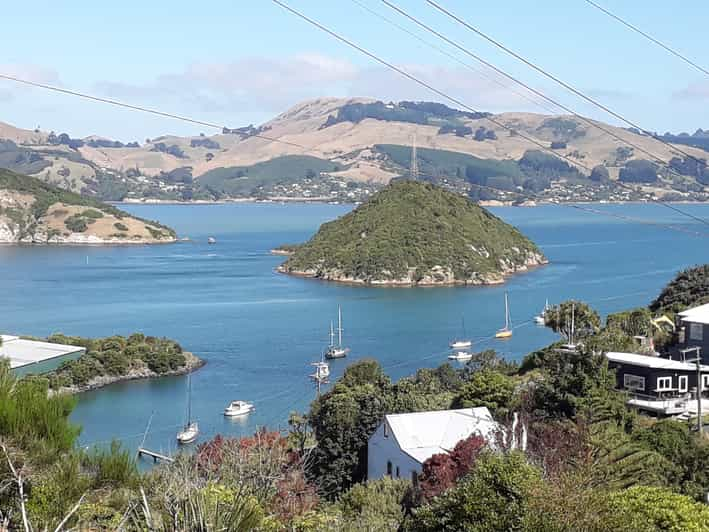 Dunedin: City Highlights and Otago Peninsula Scenery | GetYourGuide