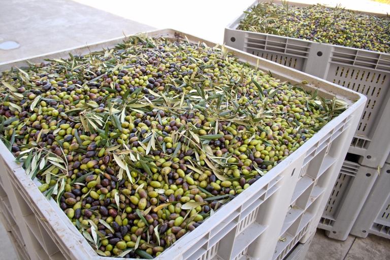 Nafplion: degustación de aceite de oliva y visita a los antiguos EpidavrosDegustación de aceite de oliva y visita a los antiguos Epidavros con recogida