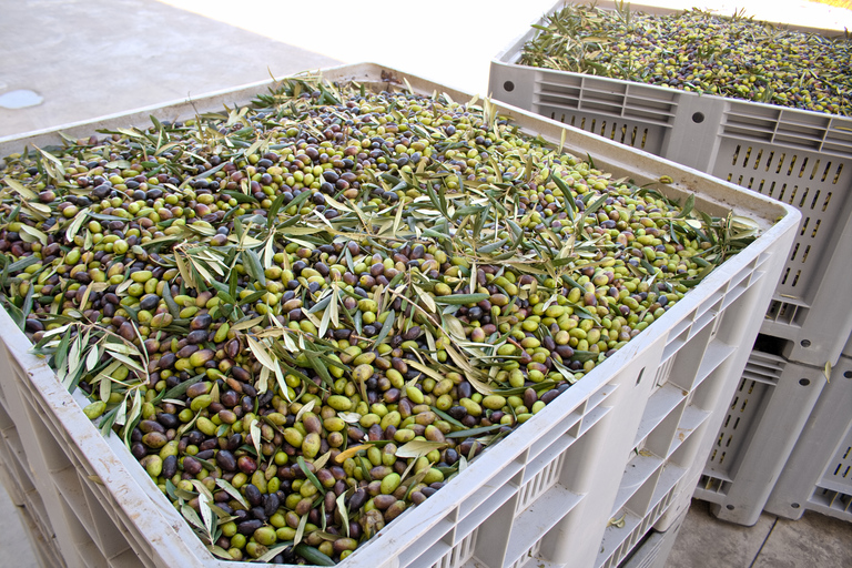 Nafplion: Olive Oil Tasting and Visit to Ancient Epidavros Olive Oil Tasting and Visit to Ancient Epidavros