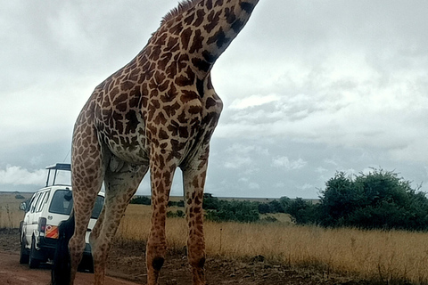 Parque Nacional del Lago Nakuru desde NairobiOpción Estándar