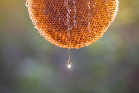 nafplion beekeeping and wine tasting tour
