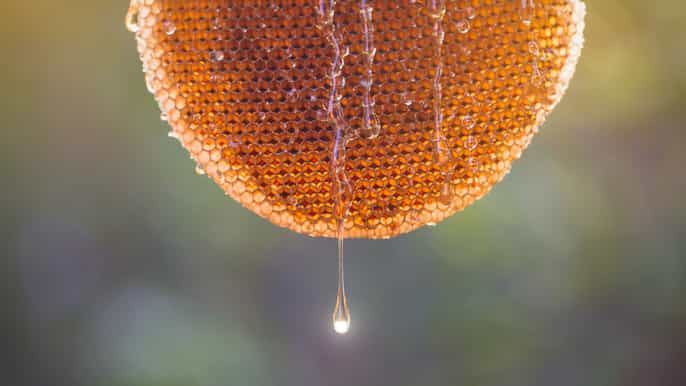 nafplion beekeeping and wine tasting tour