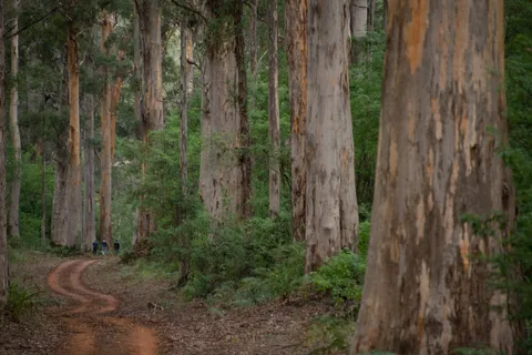 Au départ de Pemberton : demi-journée d'éco-aventure sur la plage et dans la forêt
