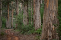 De Pemberton, Adventure Eco à la plage et à la forêt d'une demi-journée - Housity