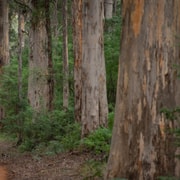 From Pemberton: Half-Day Beach and Forest Eco Adventure