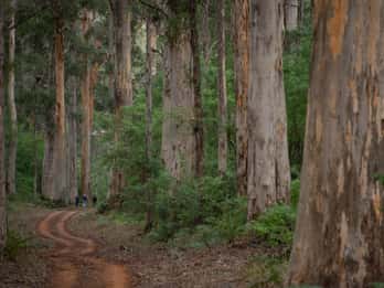 Da Pemberton: Mezza giornata di spiaggia e foresta eco-avventura