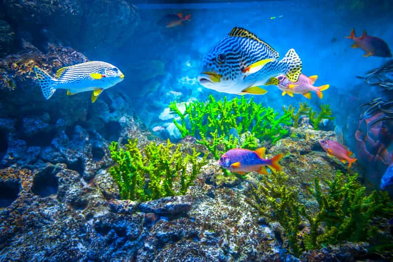 singapour billet dentrée au s e a aquarium getyourguide