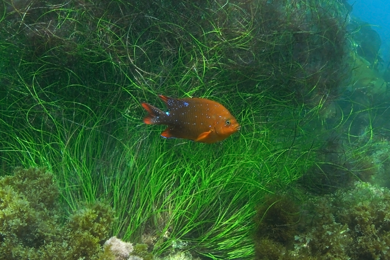 La Jolla: kajak- en snorkeltocht van 2,5 uurKajak- en snorkeltocht in een dubbele kajak