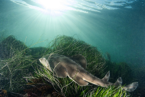 La Jolla: kajak- en snorkeltocht van 2,5 uurKajak- en snorkeltocht in een dubbele kajak