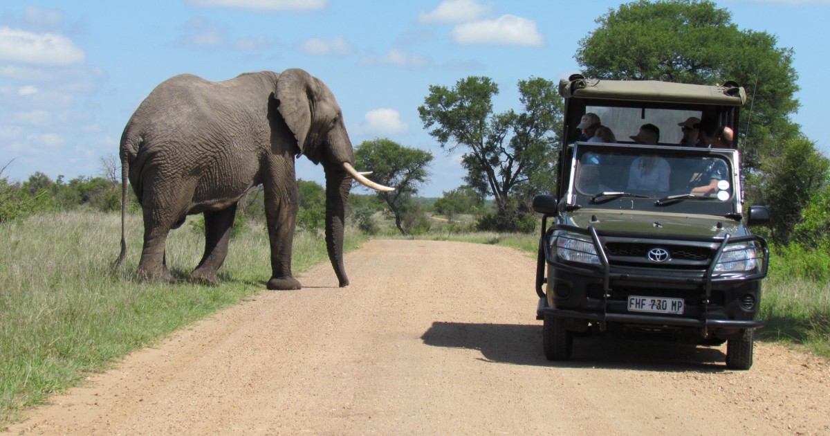 south africa safari near johannesburg