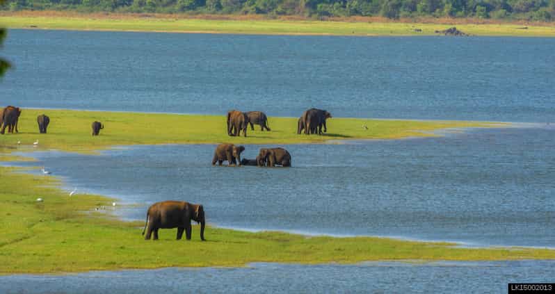 Tusker Safari at Kalawewa National Park