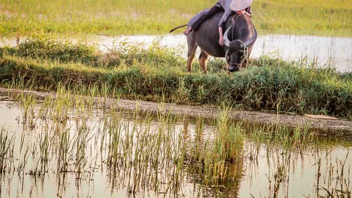 hoi an halfday rice paddy experience tour