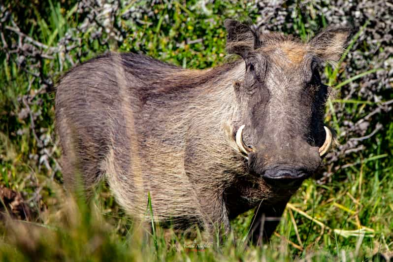 Addo Elephant National Park Full-Day Safari | GetYourGuide