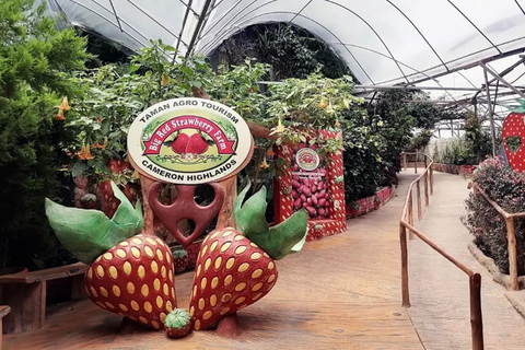 From Kuala Lumpur: Cameron Highlands Private Tour
