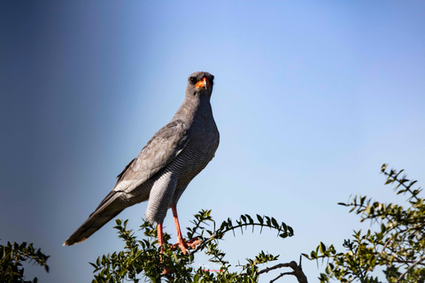 Addo Elephant National Park All Inclusive heldagssafariStandardtur