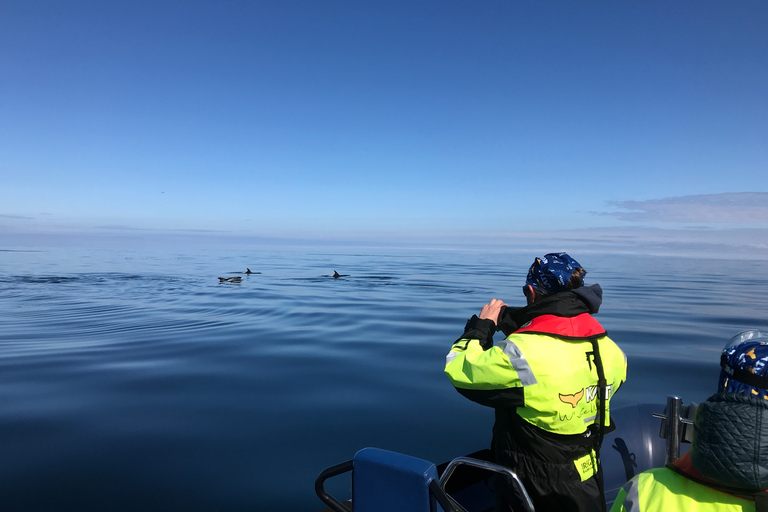 Reykjavik : croisière d’observation de baleines en hors-bord