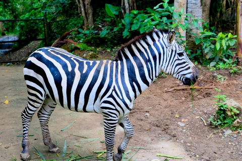 Cebu Safari AdventurePrywatna wycieczka do zoo safari w Cebu