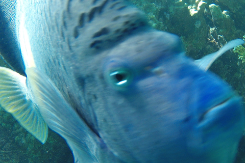 Hurghada : Baie d'Orange et île de Giftun, plongée en apnée avec déjeunerOrange Bay sans transfert - billet d'entrée uniquement
