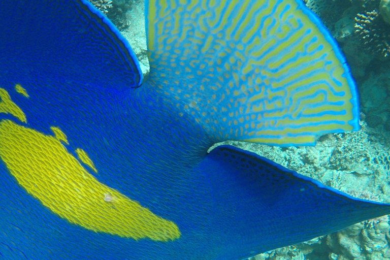 Hurghada : Baie d'Orange et île de Giftun, plongée en apnée avec déjeunerOrange Bay sans transfert - billet d'entrée uniquement