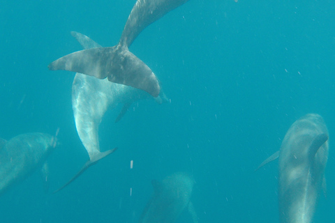 Hurghada: Cruzeiro de descoberta da casa dos golfinhos, mergulho com snorkel e almoçoGrupo especial