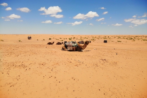 Djerba: 1-daagse tour naar Ksar Ghilane en berberdorpenDjerba: 1-daagse tour met kameelrijden, warmwaterbronnen en meer