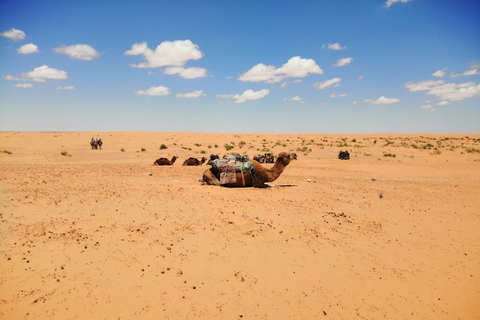 Djerba: 1-daagse tour naar Ksar Ghilane en berberdorpenDjerba: 1-daagse tour met kameelrijden, warmwaterbronnen en meer