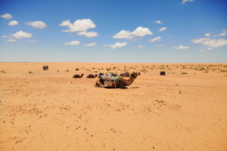 Yerba: tour de 1 día a Ksar Ghilane y pueblos bereberesYerba: Excursión de 1 día con paseo en camello, aguas termales y mucho más