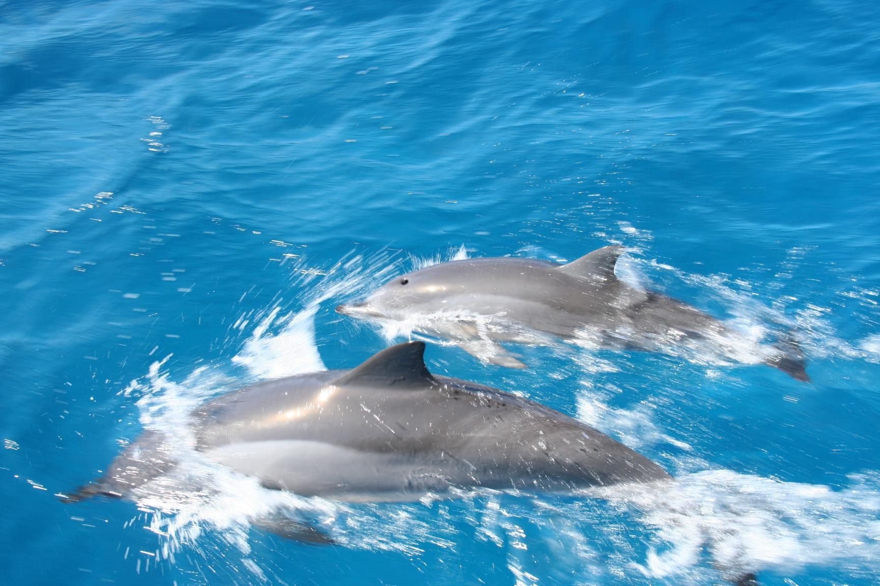 Delfin-Bootstour ab Grand Baie