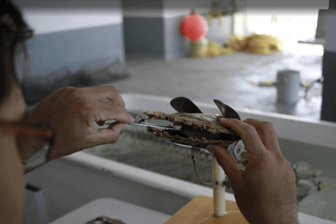 La Paz: Pearl Farm Experience and shop