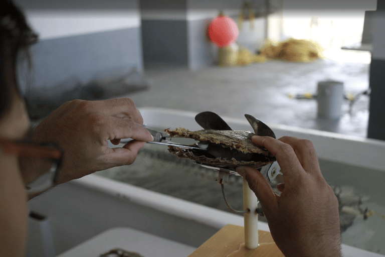 La Paz: Pearl Farm Experience and shop